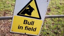 Bull obstructs Thames Path,Cricklade, Wilts