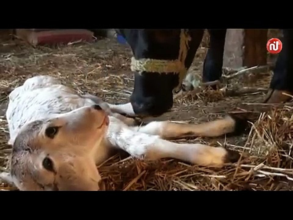 بقرة تلد عجلا برأسين في الكاف