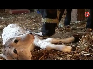 بقرة تلد عجلا برأسين في الكاف