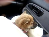 Sleepy Shiba Inu Puppy (10 Weeks)