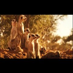 La famille Suricate VF- Ext 3