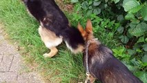 A walk with my 19 week old German shepherd and my 9 years old uncles GSD (2 days ago)