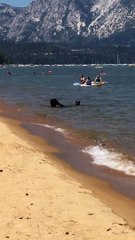 Une famille d'ours se baigne au milieu des touristes
