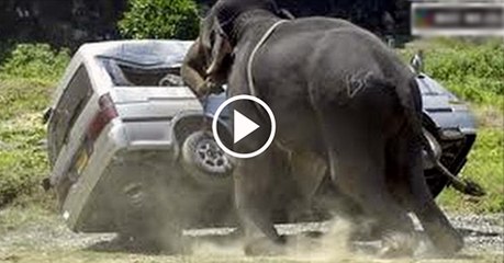 Feeding one hungry elephant