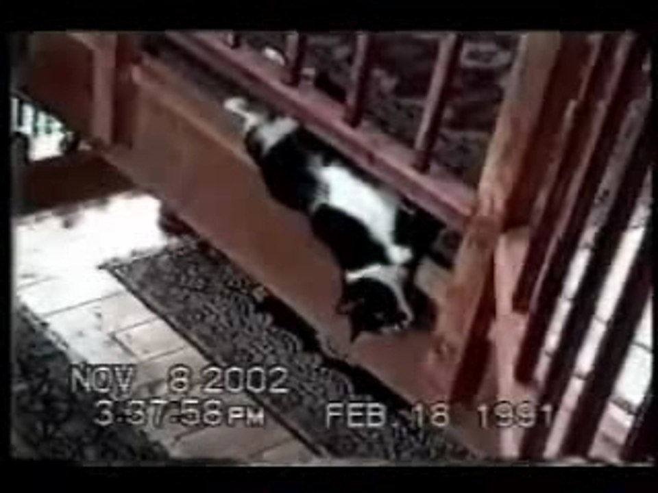 funny cats 2