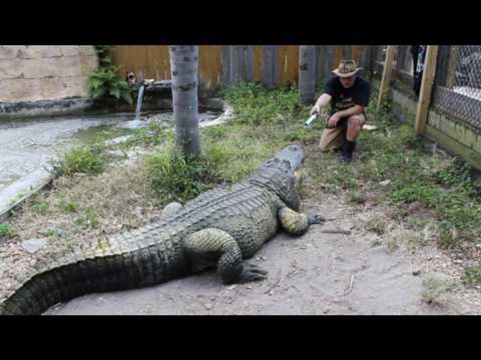 Gator Trainer Shares His Love of Star Wars With His Gators