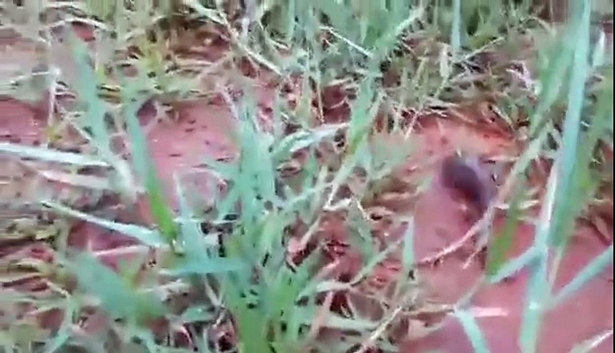 Little Fish fights for life