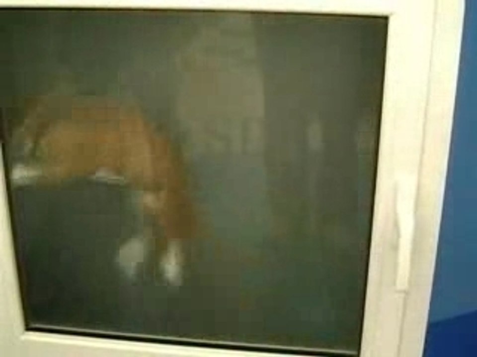 machine a laver pour chat