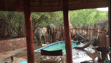 Elephants bath in pool fun