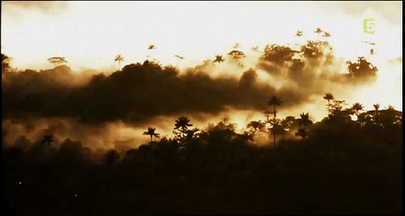 Documentary  the most beautiful birds in the world