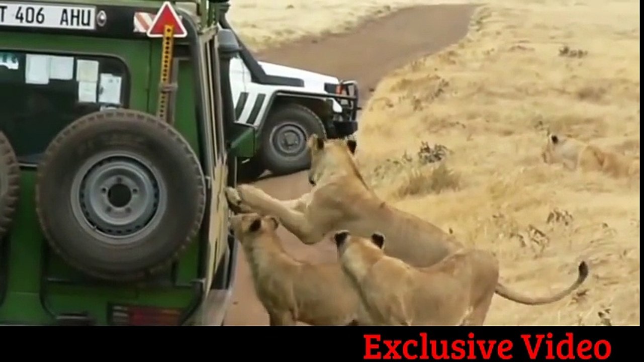 Lion Shows Tourists Why You Must Stay Inside Your Car - Latest Wildlife Sightings