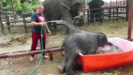 Éléphant eau mdr
