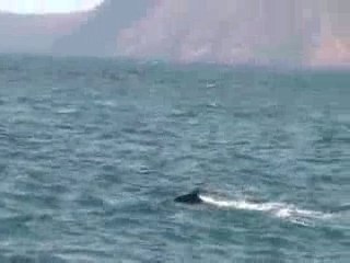 Baleines 1_0001