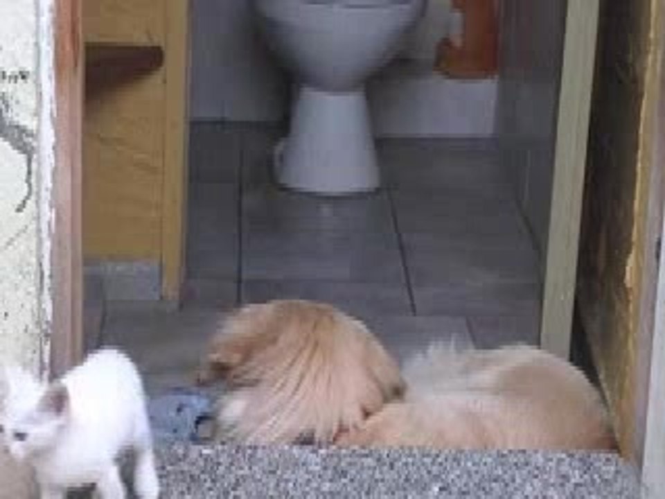 Cane e gatto