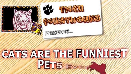 Cats are just the funniest pets ever - Funny cat compilation