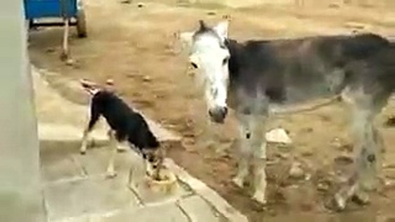 FUNNY VID