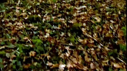 Finding The Fallen - SE2 - Episode 2 - Man & Horse - Trench Detectives