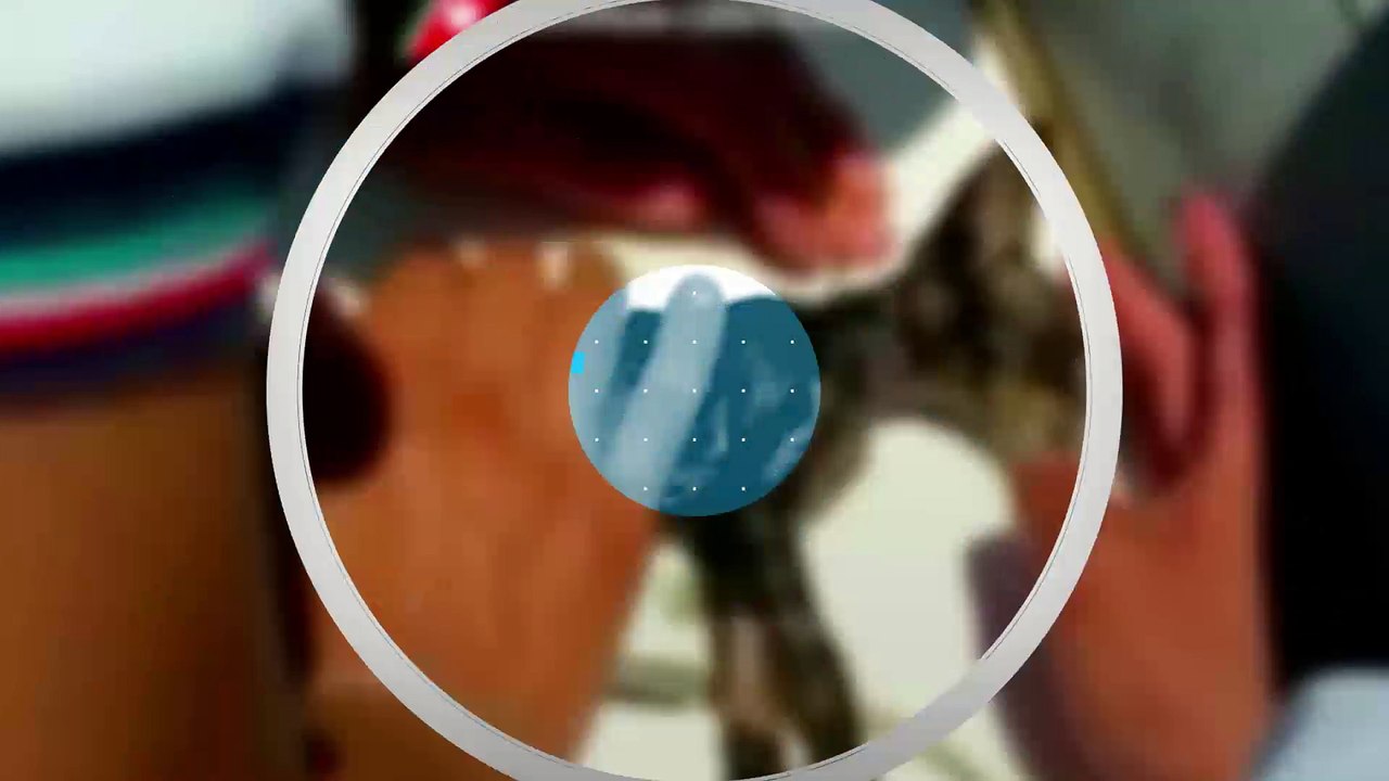 WATCH: Italian coast guard saves drowning kitten with mouth-to-mouth