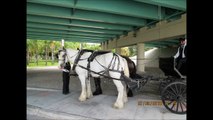 Horse & Carriage Rides & Events, Inc.