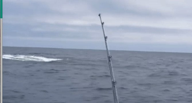 Fishermen Left in Disbelief as Hooked Shark Jumps Through the Air