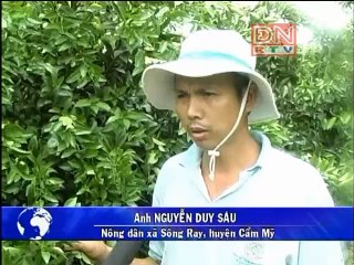 Phòng trừ sâu bệnh hại trên cây có múi