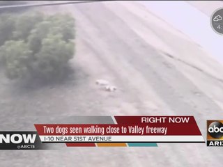 Two dogs found walking close to Valley freeway