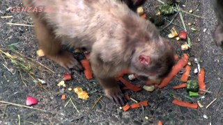 Baby monkey : Animals video