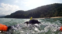 Vamos Mergulhar, navegar, Farol, nas ondas de Ubatuba, Litoral Norte, Brasil, 2016, mares bravos, Marcelo Ambrogi, (12)