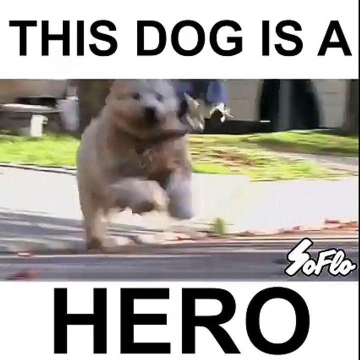 Ce chien est un héros