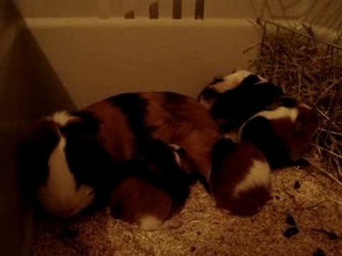 Bébés cochons d'inde et leur maman