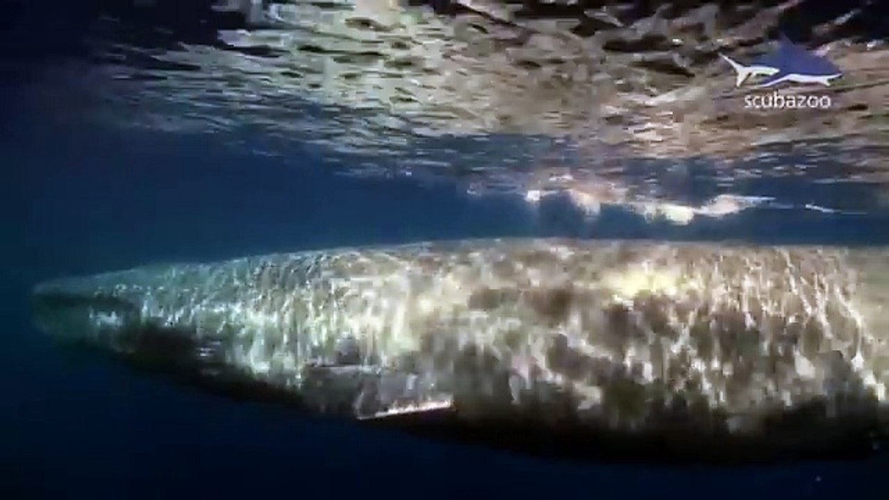 The Biggest whale in the world -Giant Blue Whale HD
