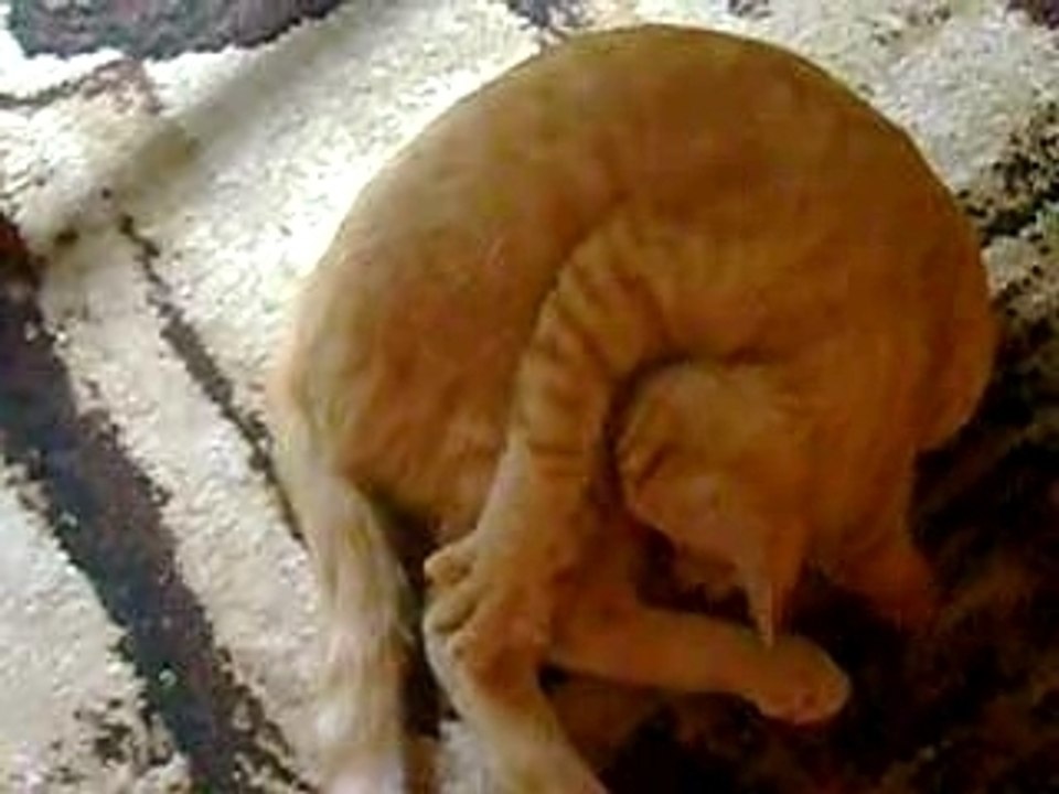 Chat qui se tête tout seul