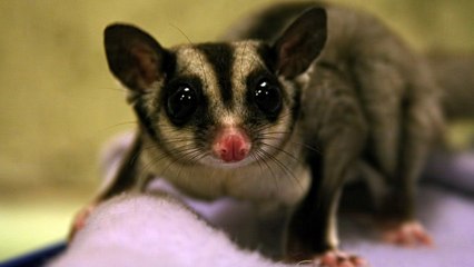 Top 10 Exotic Pets to Own