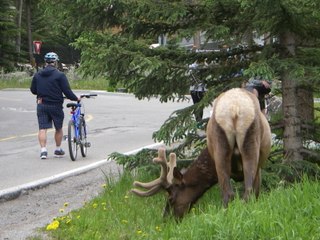 魚釣り中に野生のシカに遭遇　Wild Animal Encountering while fishing