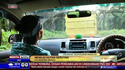D’Blusukan: Pelepasliaran Orangutan #2