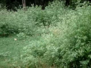 Mama Monkey et Baby Monkey