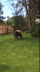 Un ours attaque un cerf dans le jardin de cette famille