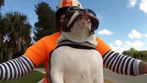 Un chien en moto fait coucou à un motard avec sa patte