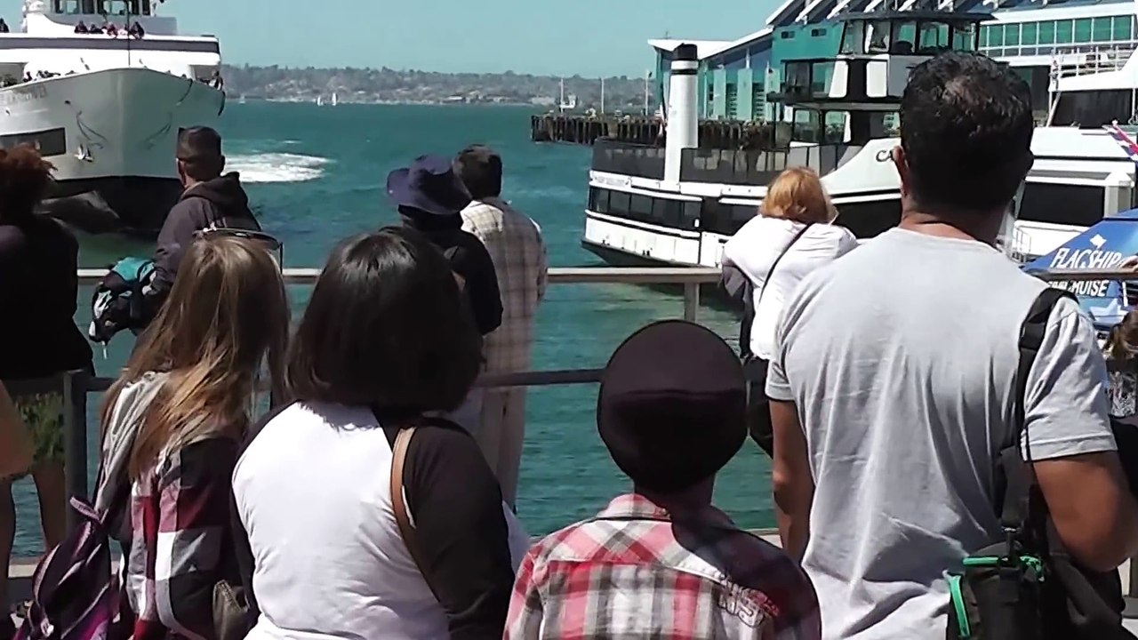 Une baleine regarde ce bateau s'écraser au port... Ahaha