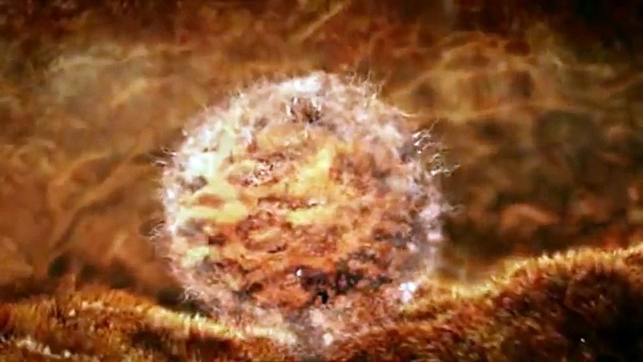 عملية الإخصاب وتكوين الإنسان - The process of fertilization and the formation of human