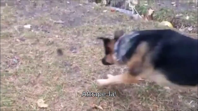 Ce gros berger allemand est effrayé par une petite souris