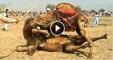 Amazing Fighting Of Camels - Video Dailymotion