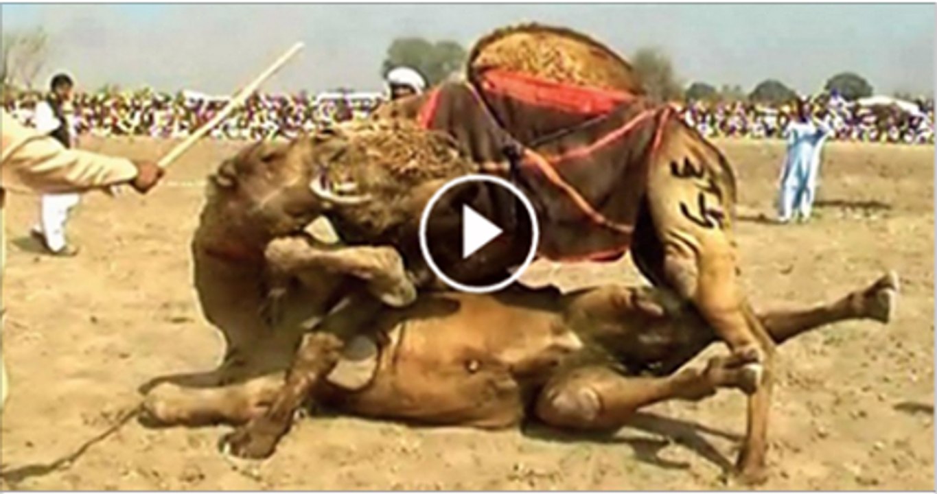 Amazing Fighting Of Camels - Video Dailymotion