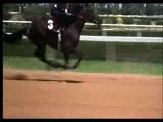 l'etalon noir     suite