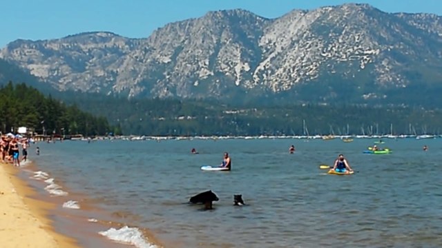 Mother bear and her cubs on the beach Pope Beach Lake Tahoe. (II)