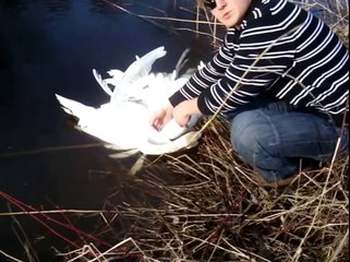 Short Version Watch People Rescue Entangled Swans Спасение Лебедей. Gulbju izglābšana.