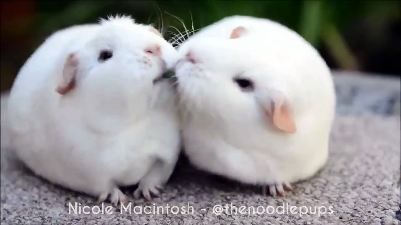 Disappointed guinea pig