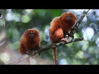 Mico-leão-dourado está deixando de ser animal em extinção