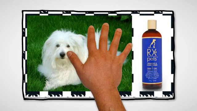 antifungal shampoo for dogs - best smelling dog shampoo
