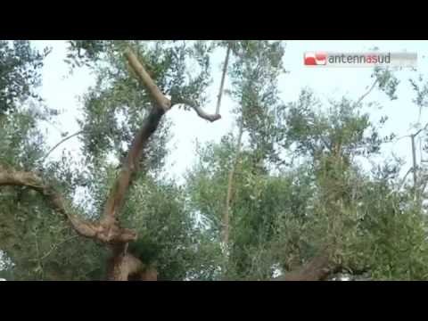 Tg Antenna Sud - Xylella, una agenzia regionale per contrastare il batterio